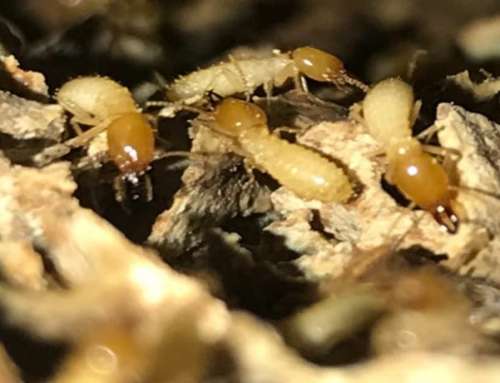 What You Should Do Right Now To Protect Your Home Against Termites